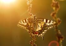 Paź królowej Papilio machaon L.