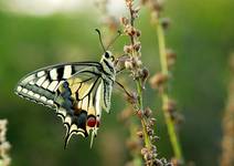 Paź królowej Papilio machaon L.