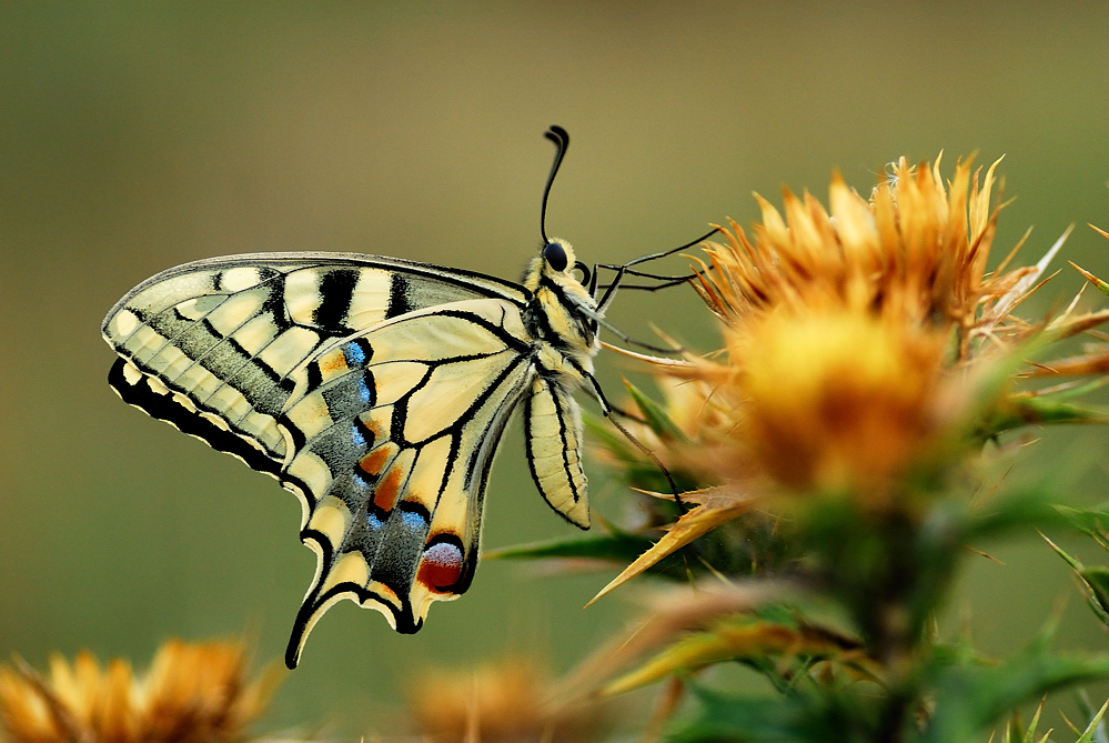 Paź królowej Papilio machaon L.