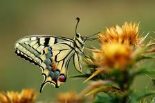 Paź królowej Papilio machaon L.