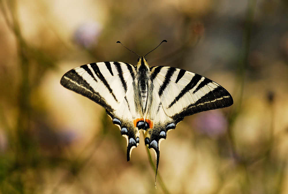 Paź żeglarz Iphiclides podalirius L.