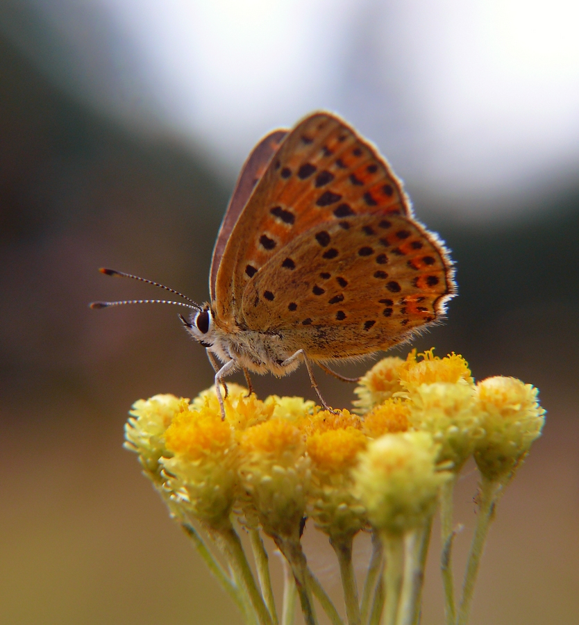 motyl