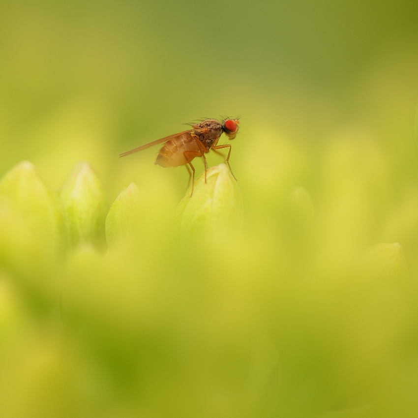 Drasophila melanogaster