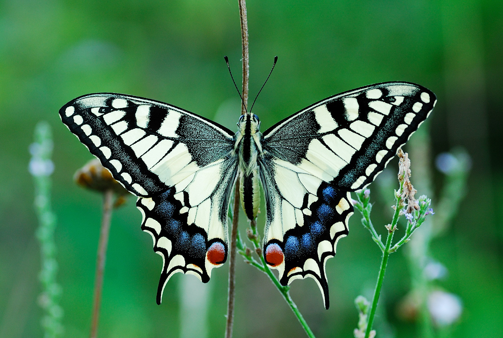 Paź królowej P. machaon L.