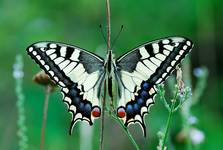 Paź królowej P. machaon L.