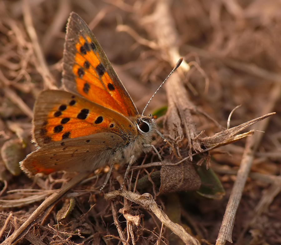 Motyl