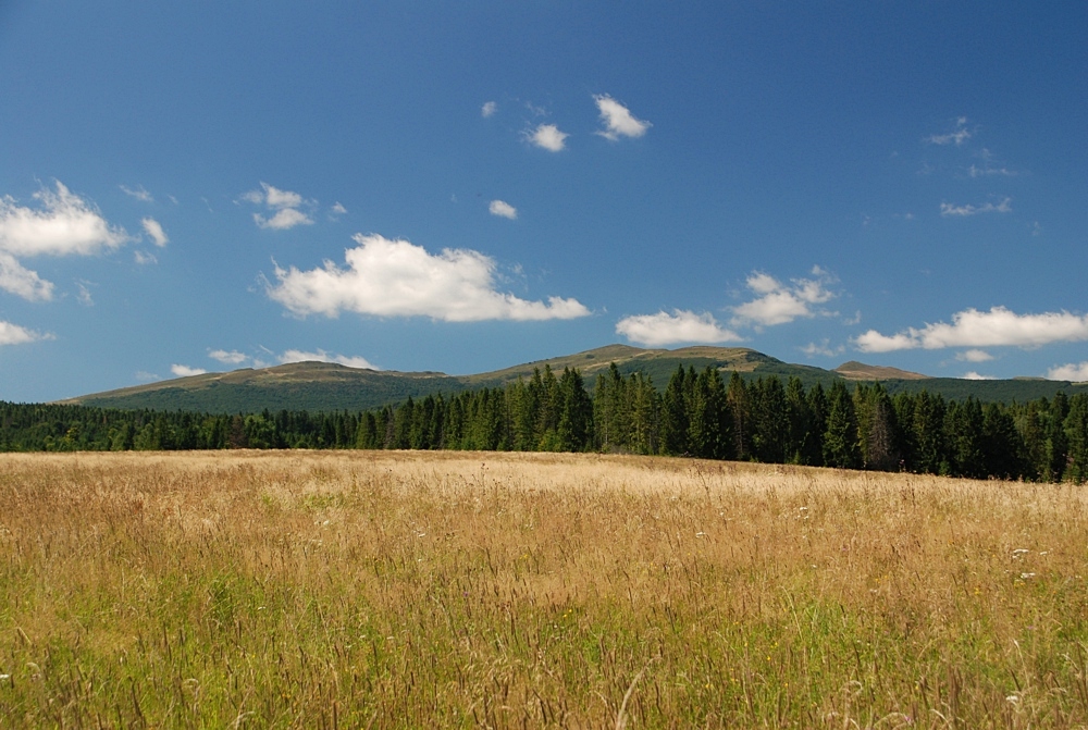 BUKOWIEC (Bieszczady)