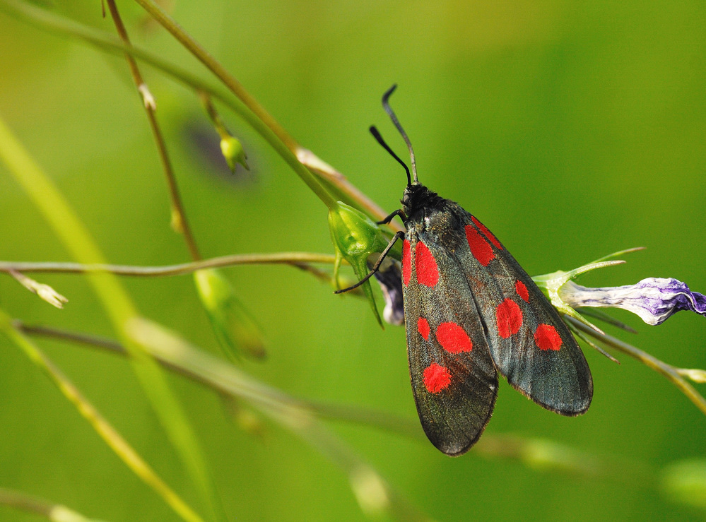 Zygaena trifolii    (Esper, 1783)