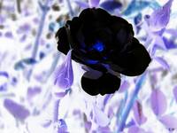 Black Rose