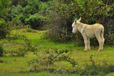 new forest