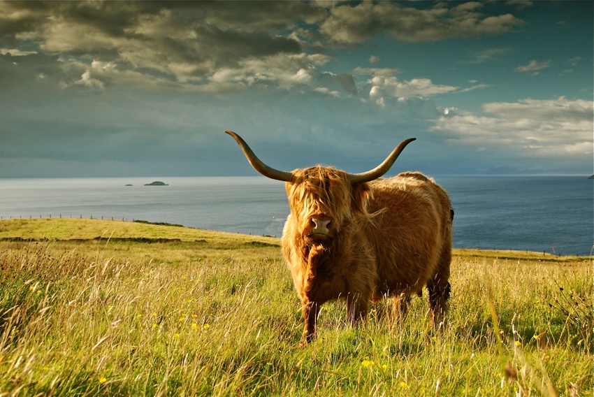 Skye- highland cow