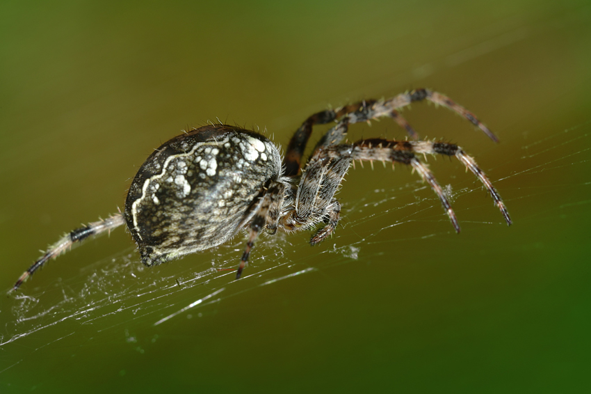 Krzyżak łąkowy (Araneus quadratus)