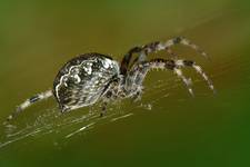 Krzyżak łąkowy (Araneus quadratus)