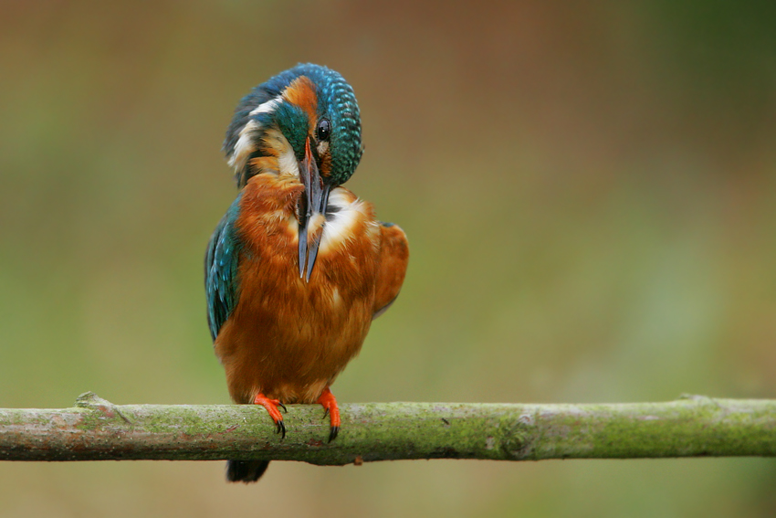 Zimorodek, Common Kingfisher (Alcedo atthis)