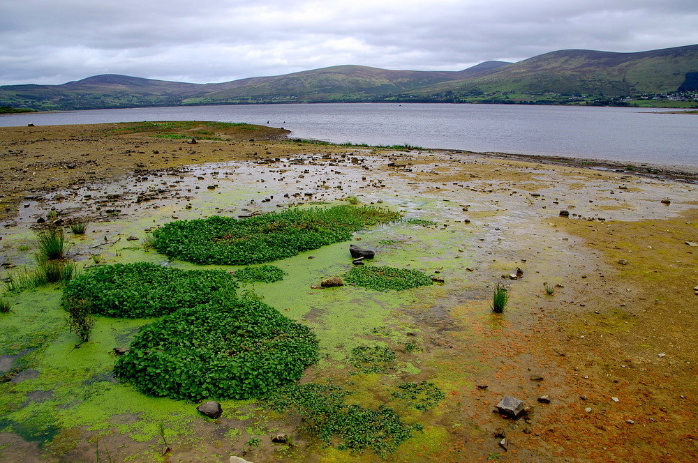 Blessington lake