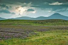 Heather Field