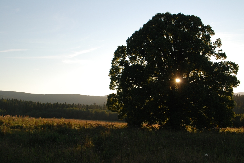 BENIOWA (Bieszczady)