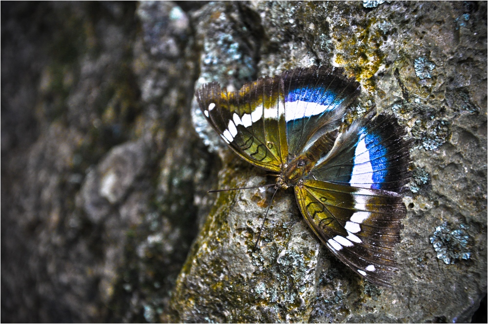 motyl z Kamiennego Lasu