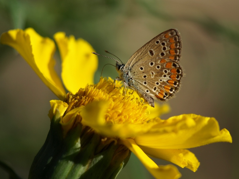 Polyommatus bellargus