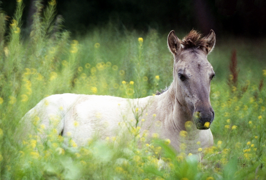 Konik polski