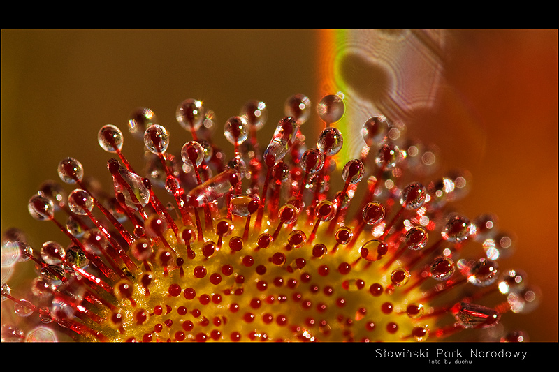 Drosera