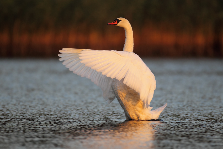 Łabędź niemy