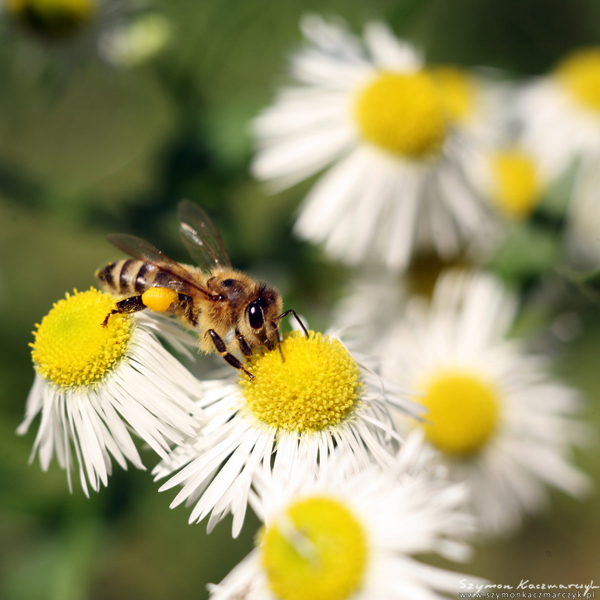 Aster