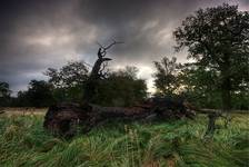 " Lord's of the Oak Land"