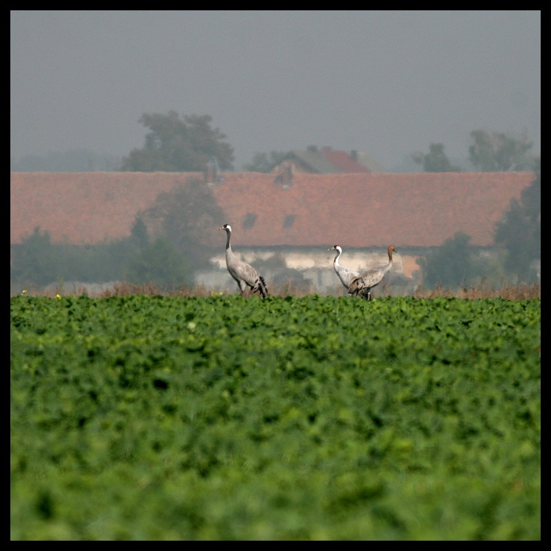 sąsiedzi