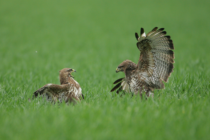 Myszołów zwyczajny, Common Buzzard (Buteo buteo)