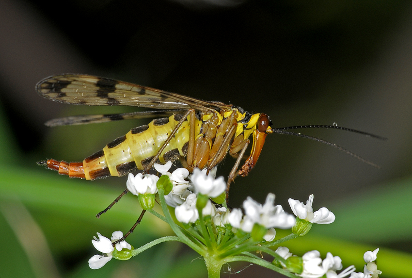 wojsiłka