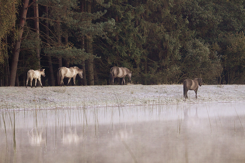 Konik Polski