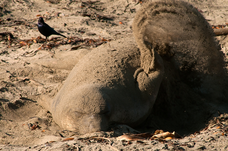 Elephant Seal