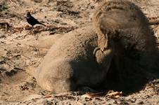 Elephant Seal