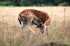 Młody jelonek, Richmond Park, Londyn