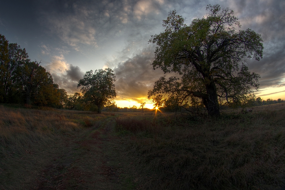 \"Lord,s of The Oak Land\"