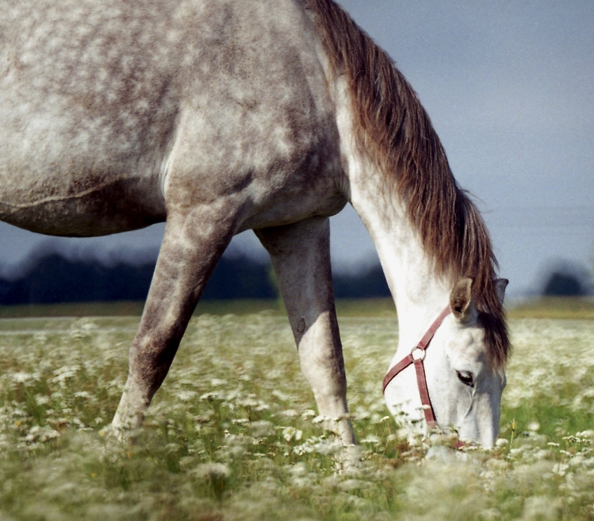 Siwa