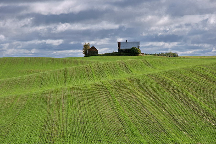 Zielona fala