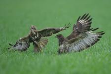 Myszołów zwyczajny, Common Buzzard (Buteo buteo)