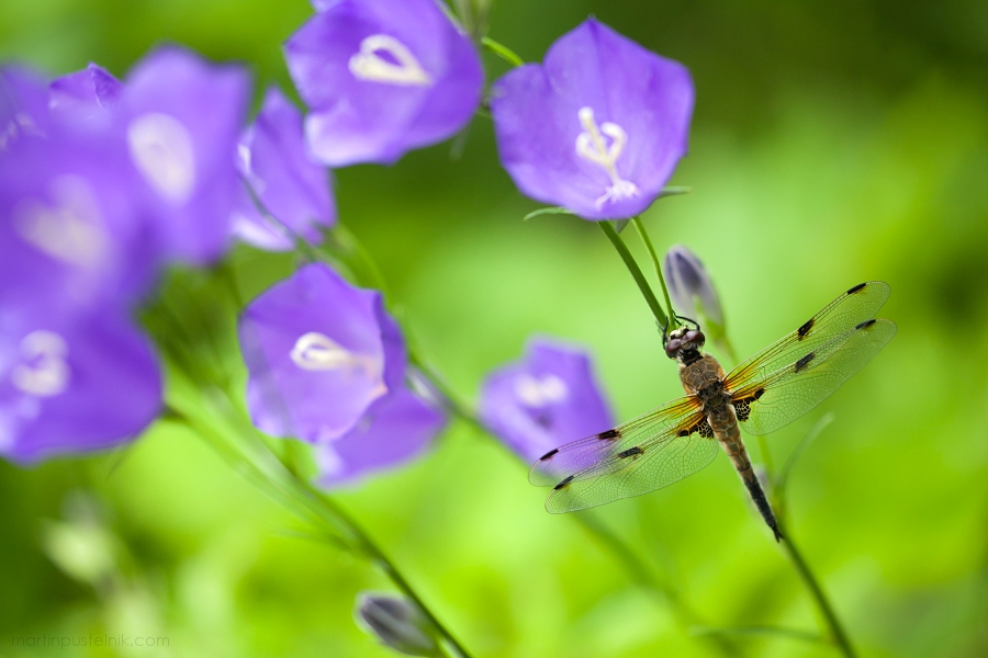 Libellula