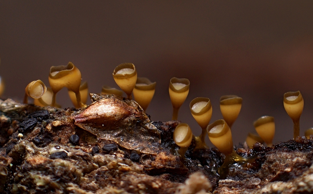 Craterium brunneum  (Kubeczek brązowy