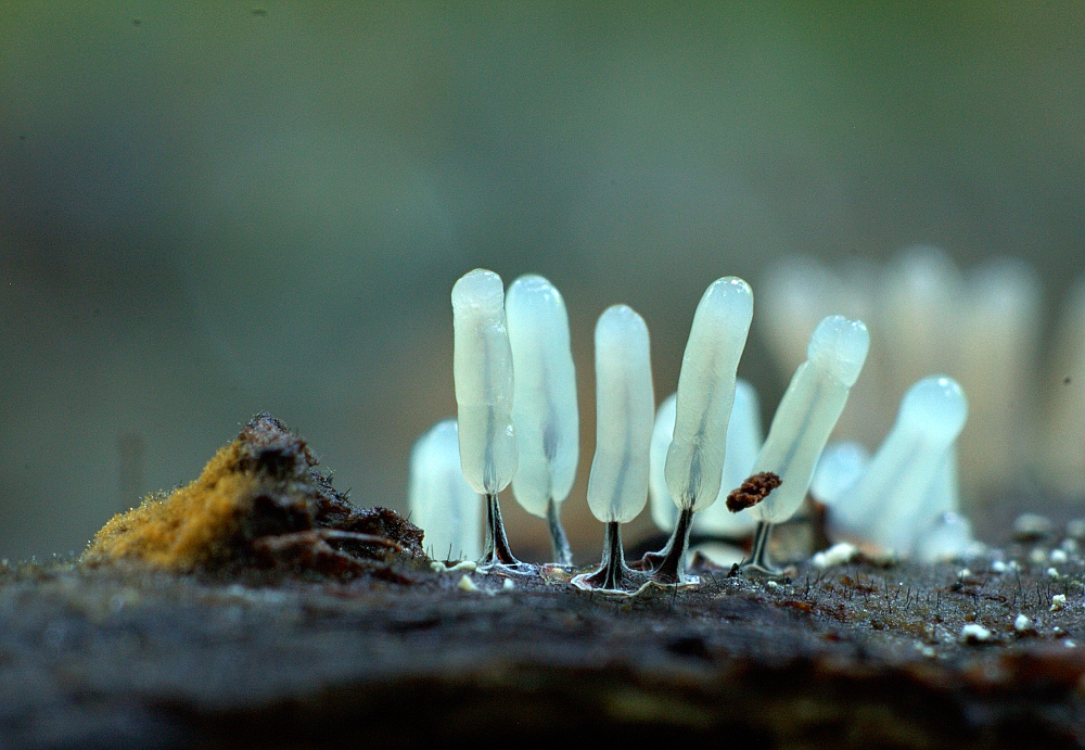 Stemonitis sp.