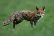 Lis, Red Fox (Vulpes vulpes)