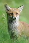 Lis, Red Fox (Vulpes vulpes)