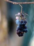 winogrono