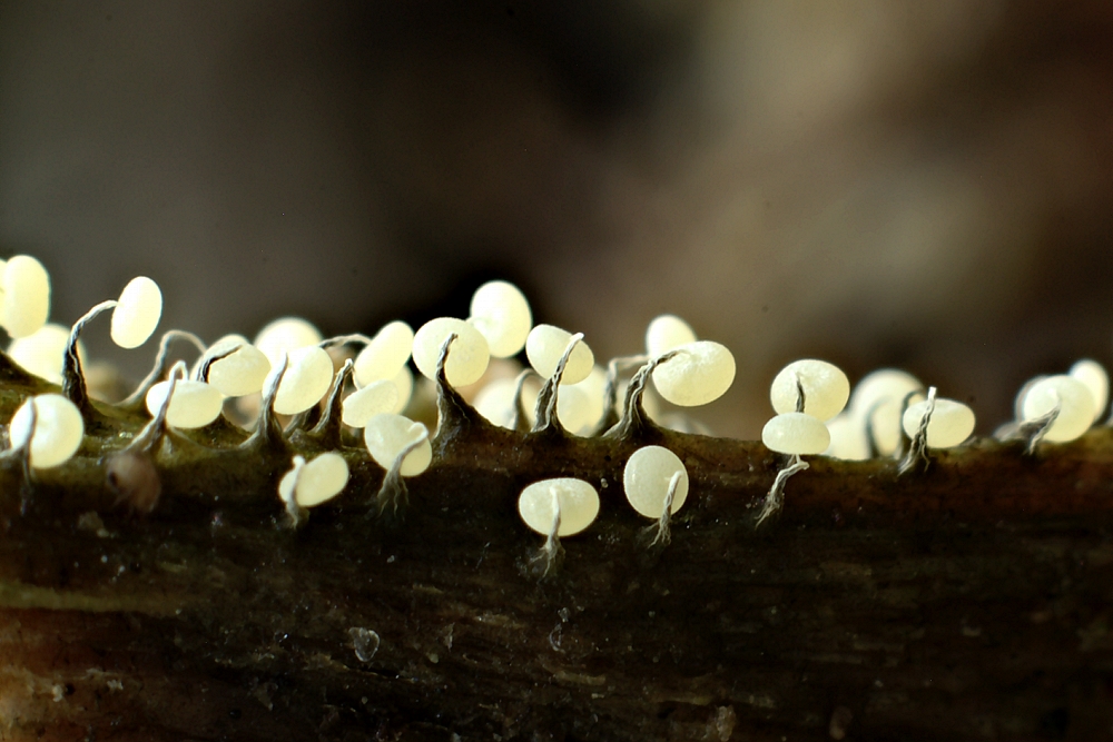 Physarum album(Maworek zwisły)