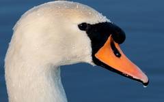 Swan ...