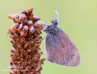 Coenonympha pamphilus