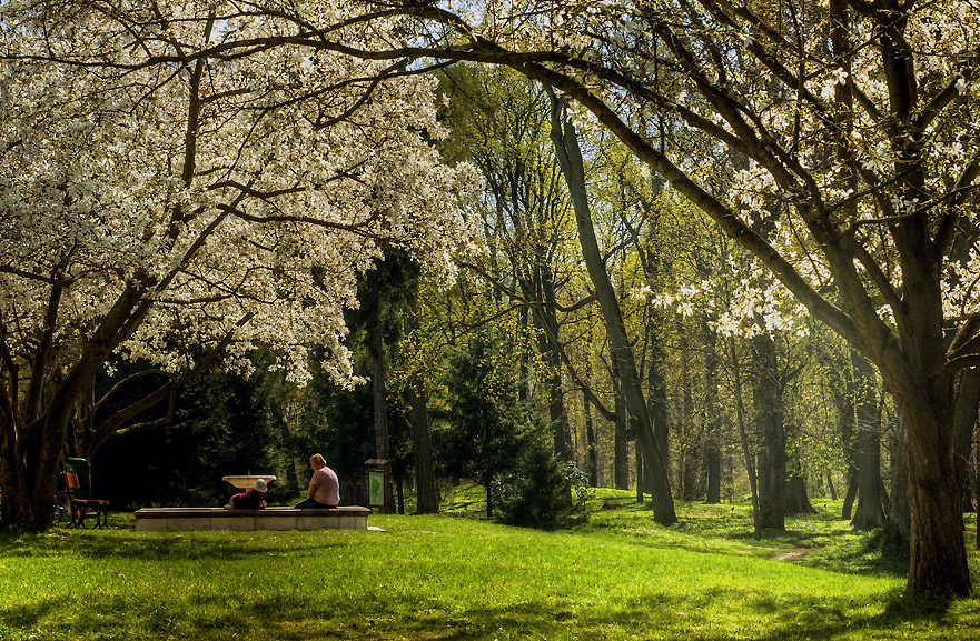 już za pół roku zakwitną magnolie :)