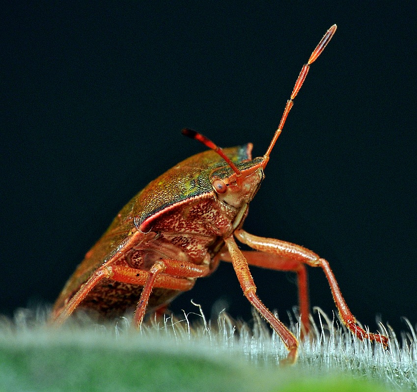 Odorek zieleniak